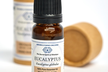 Olejek Eucalyptus 10 ml